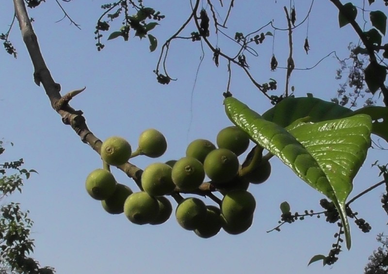Ficus lamponga