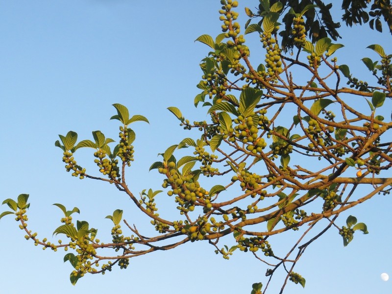 Ficus lamponga photo 2