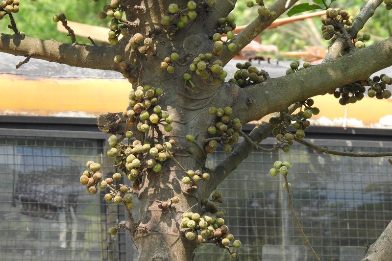 Ficus lamponga photo 3
