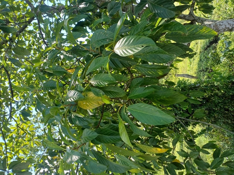 Ficus lamponga photo 4