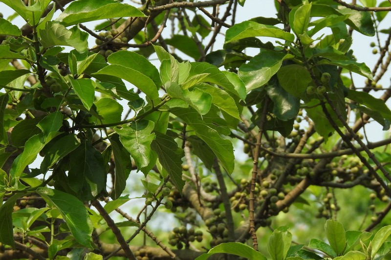 Ficus lamponga photo 5