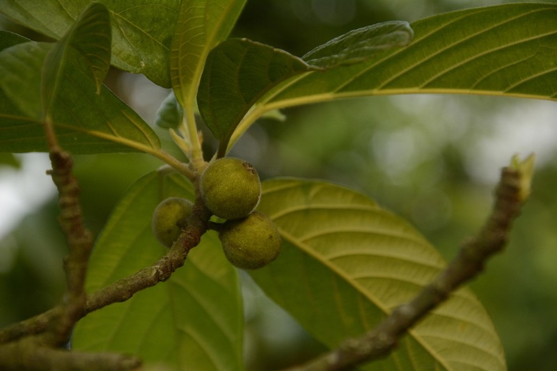 Ficus lamponga photo 6