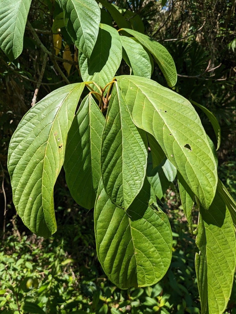 Ficus lamponga photo 7