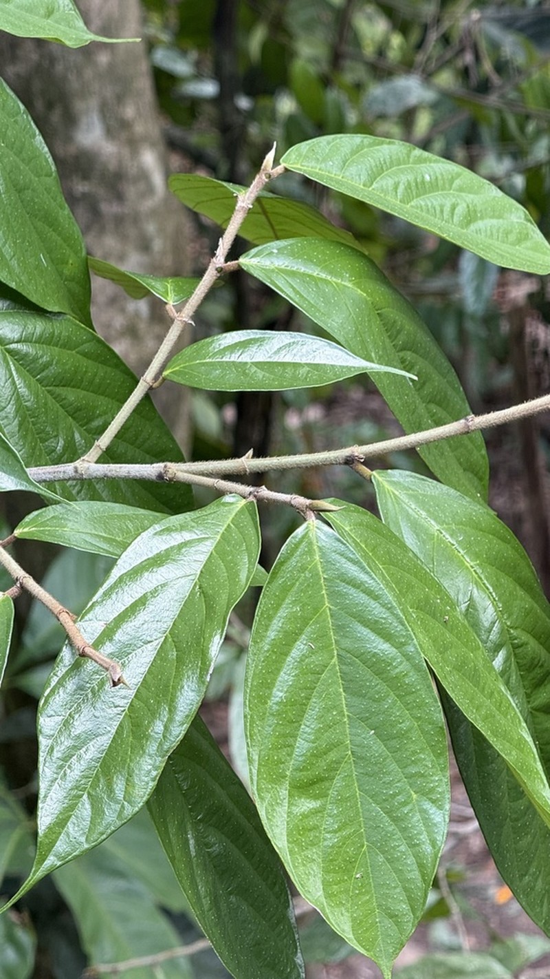 Ficus lamponga photo 8