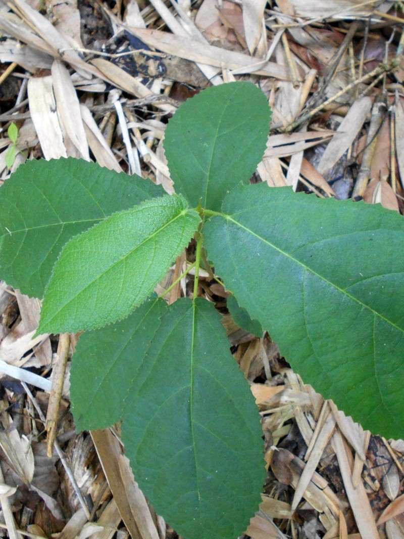 Ficus lanata