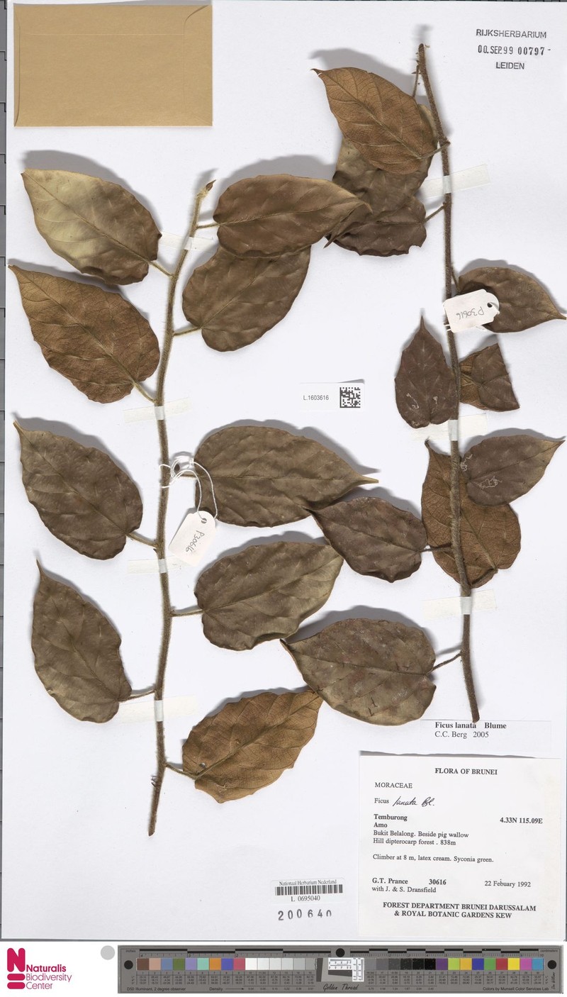 Ficus lanata photo 2
