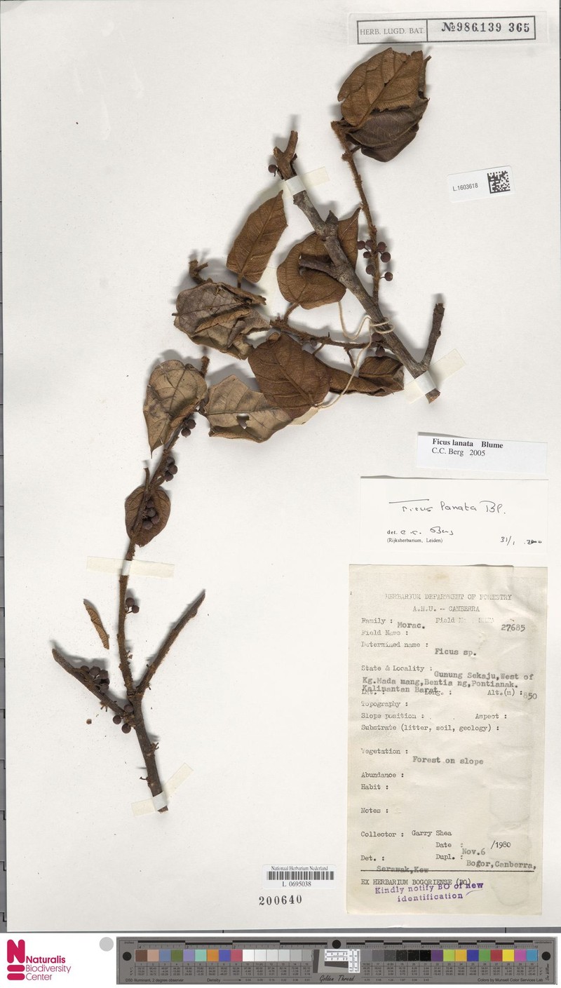 Ficus lanata photo 4