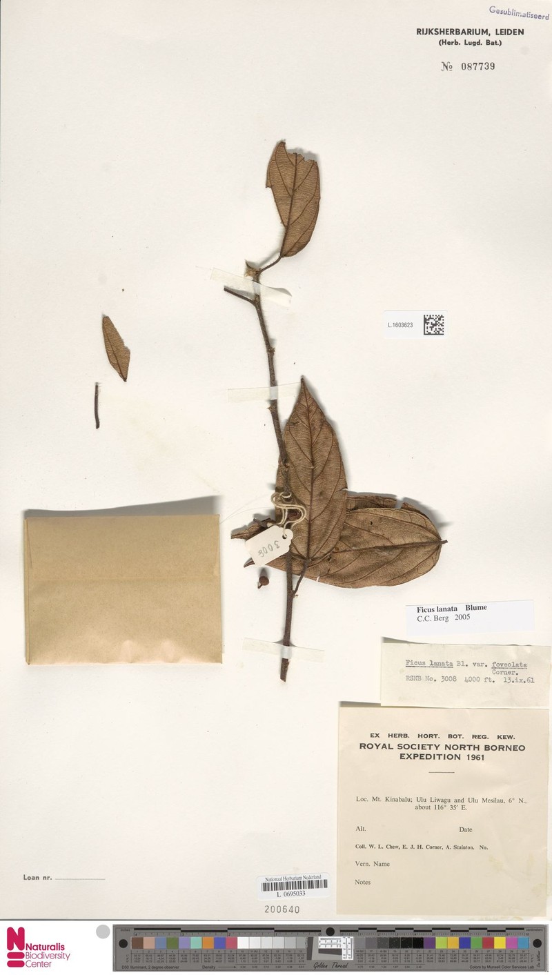Ficus lanata photo 6