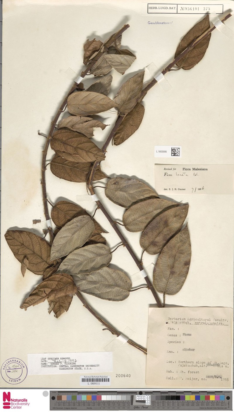 Ficus lanata photo 7