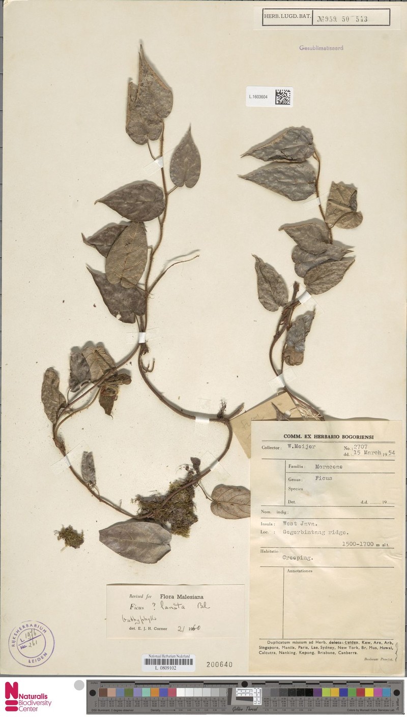 Ficus lanata photo 8