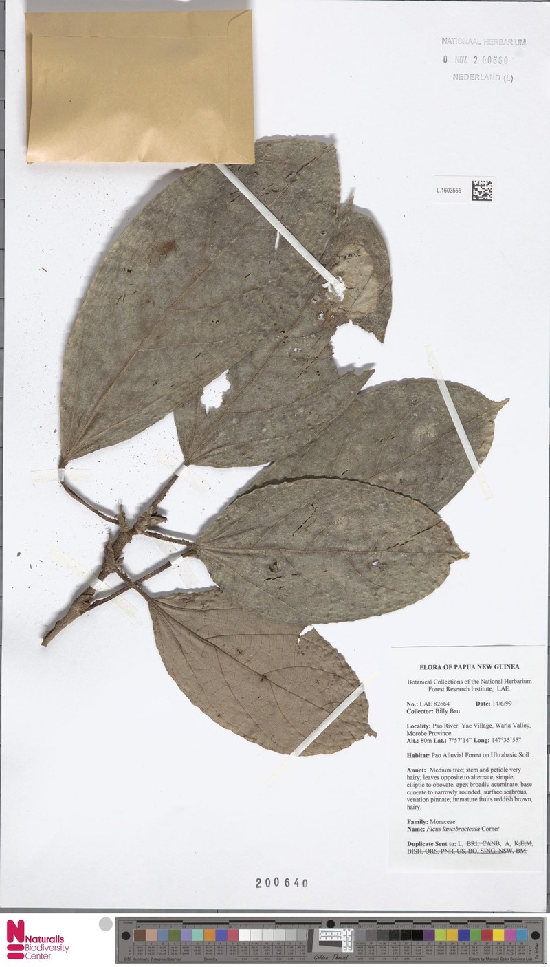 Ficus lancibracteata
