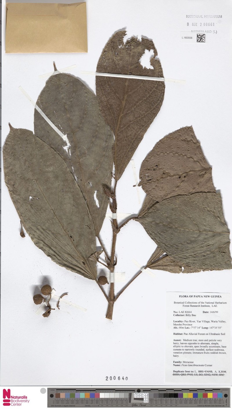 Ficus lancibracteata photo 2