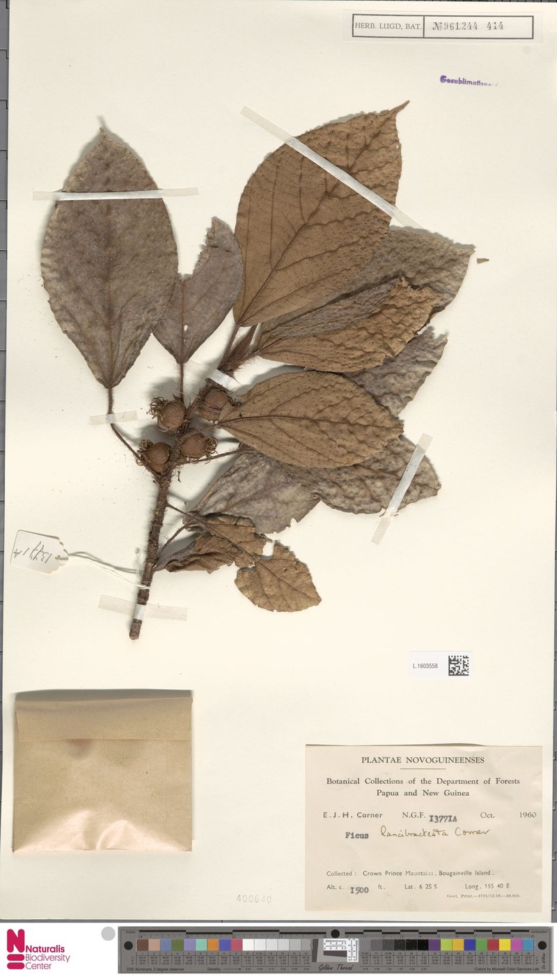 Ficus lancibracteata photo 3