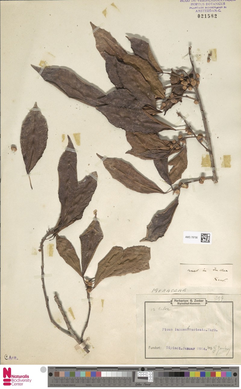 Ficus lancibracteata photo 4