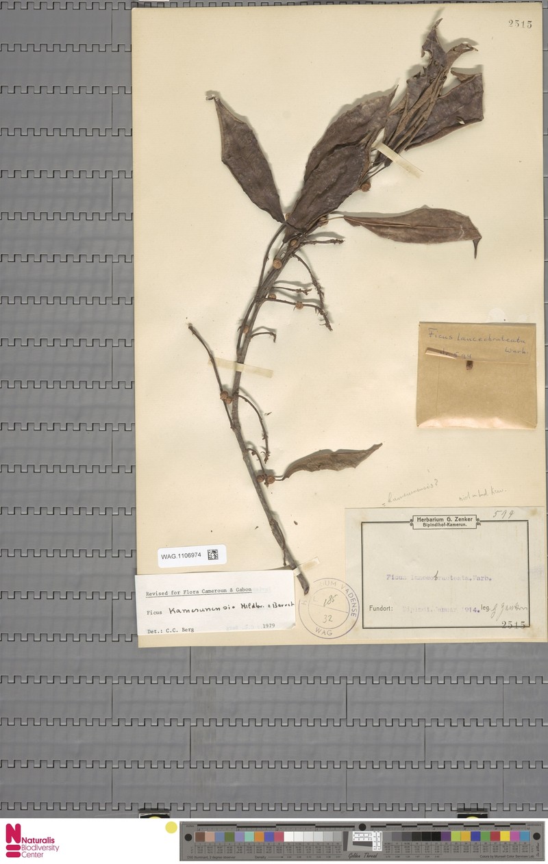 Ficus lancibracteata photo 5