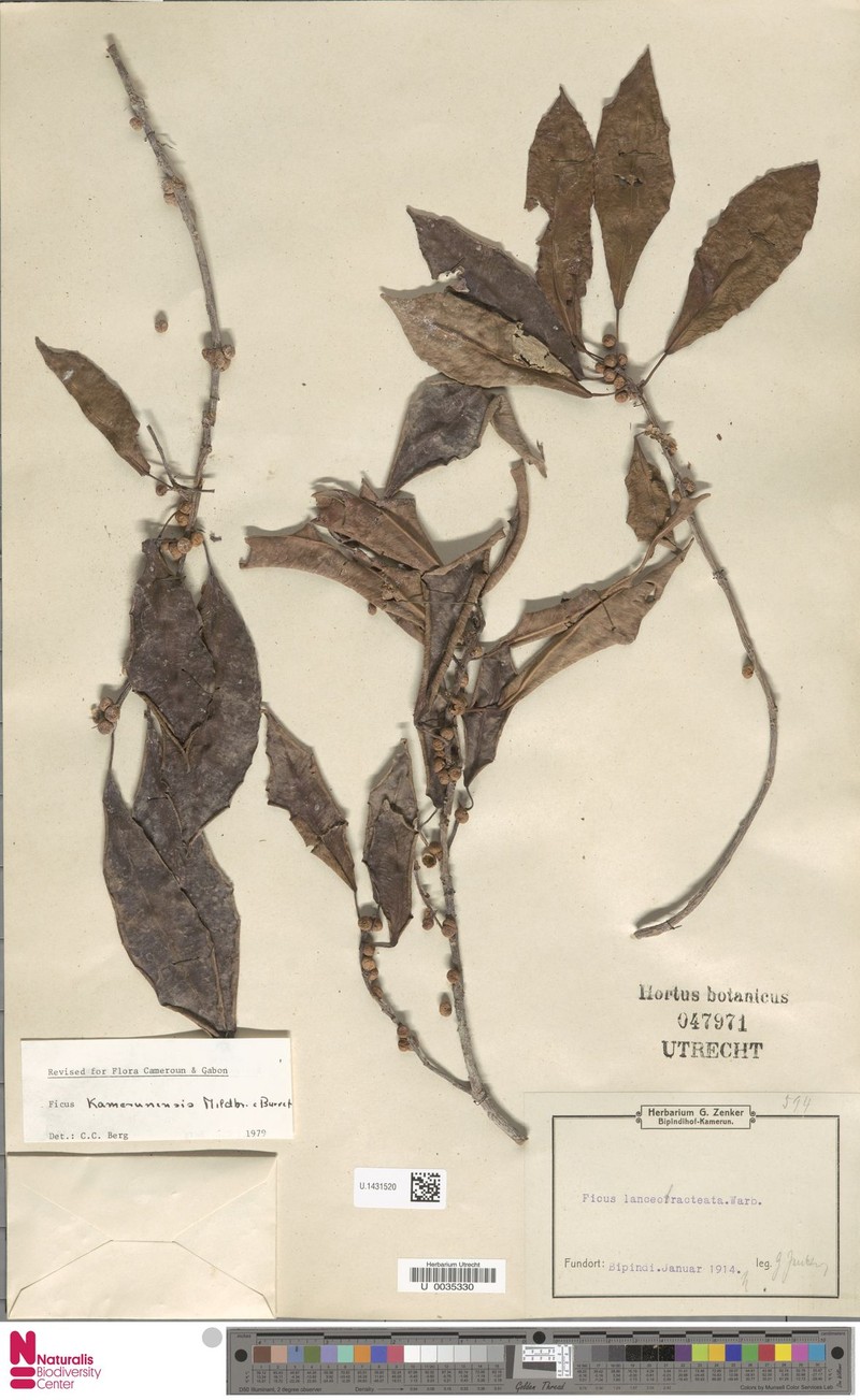 Ficus lancibracteata photo 6