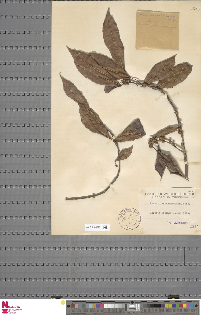 Ficus lancibracteata photo 7