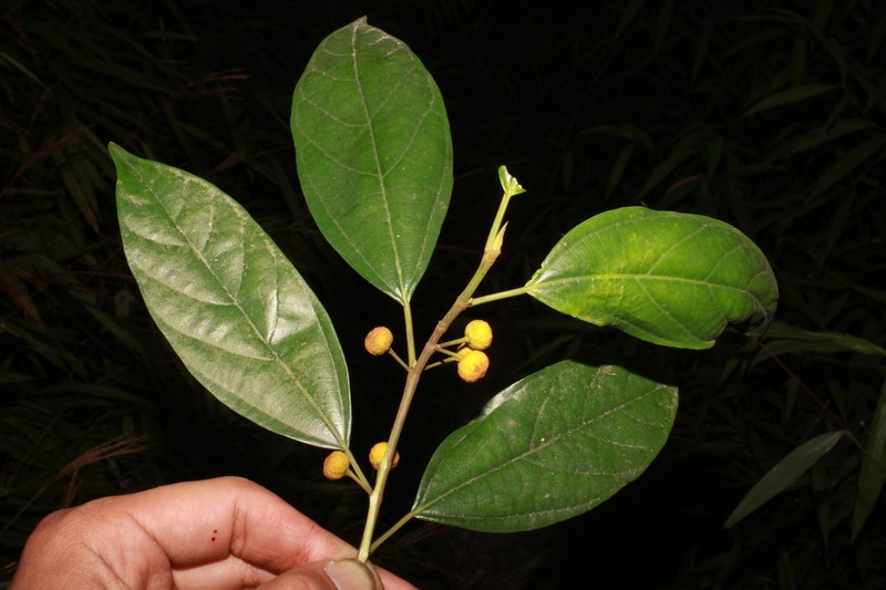 Ficus langkokensis