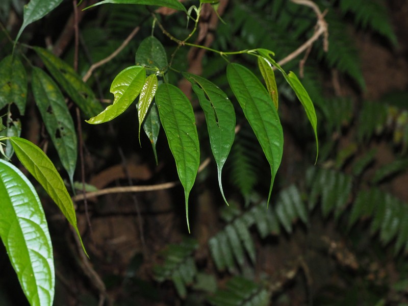 Ficus langkokensis photo 2