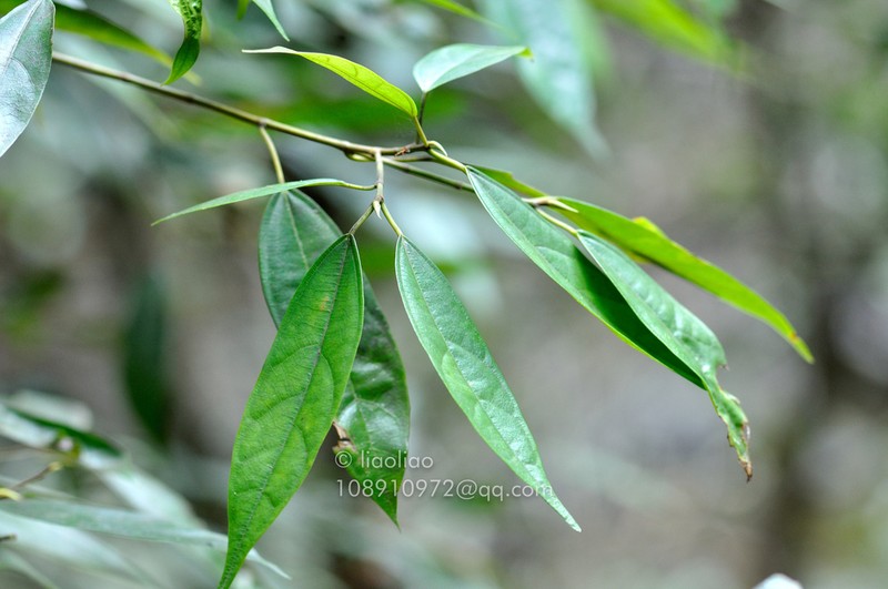 Ficus langkokensis photo 3
