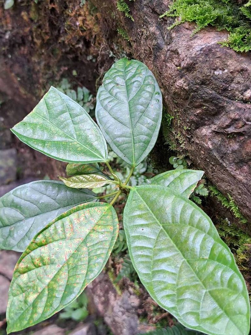 Ficus langkokensis photo 5