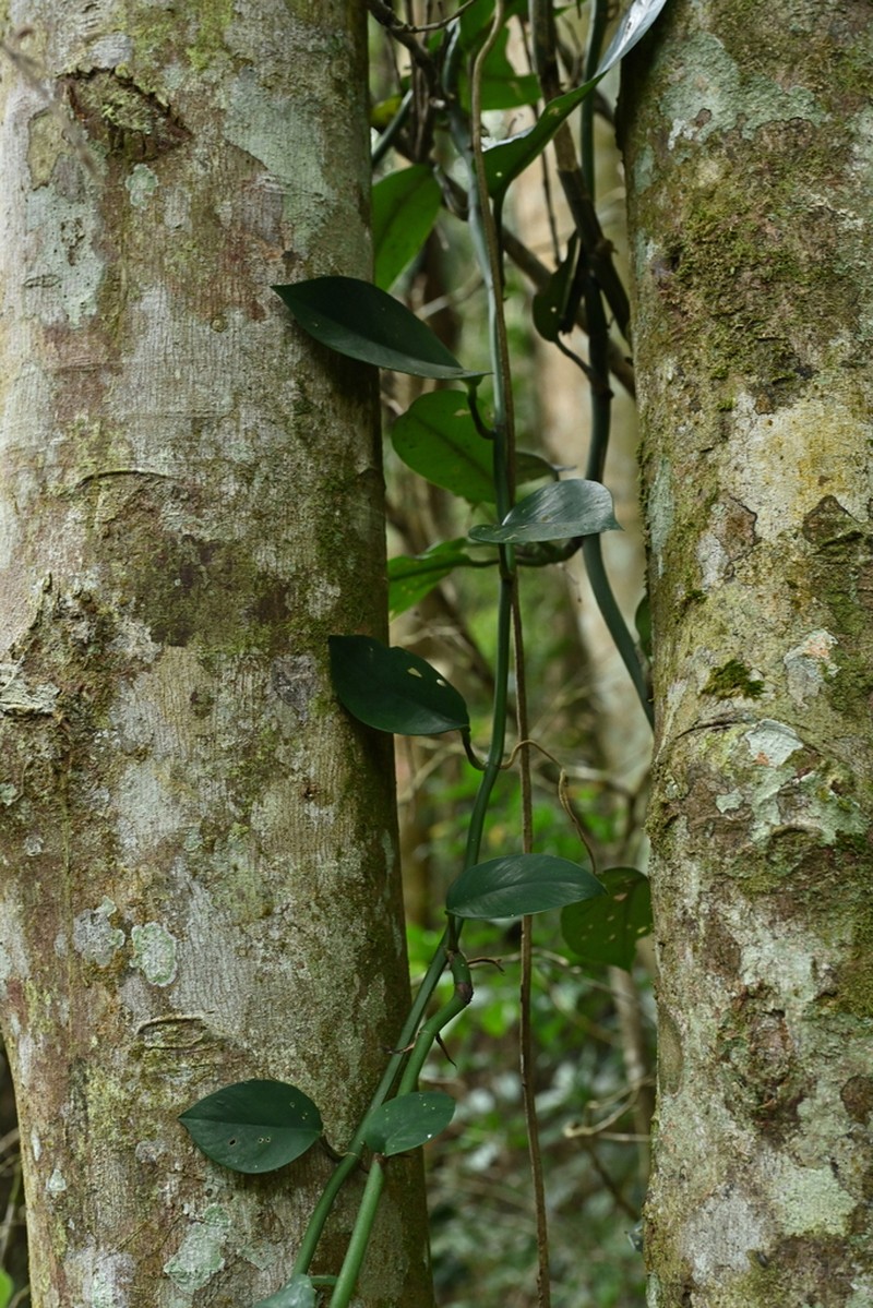 Ficus langkokensis photo 6