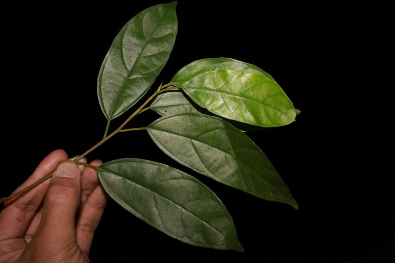 Ficus langkokensis photo 7