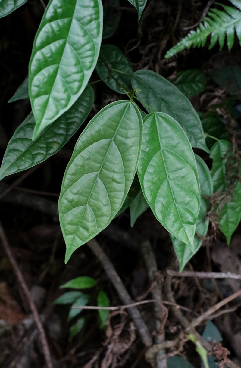 Ficus langkokensis photo 8