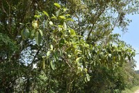 Ficus lapathifolia
