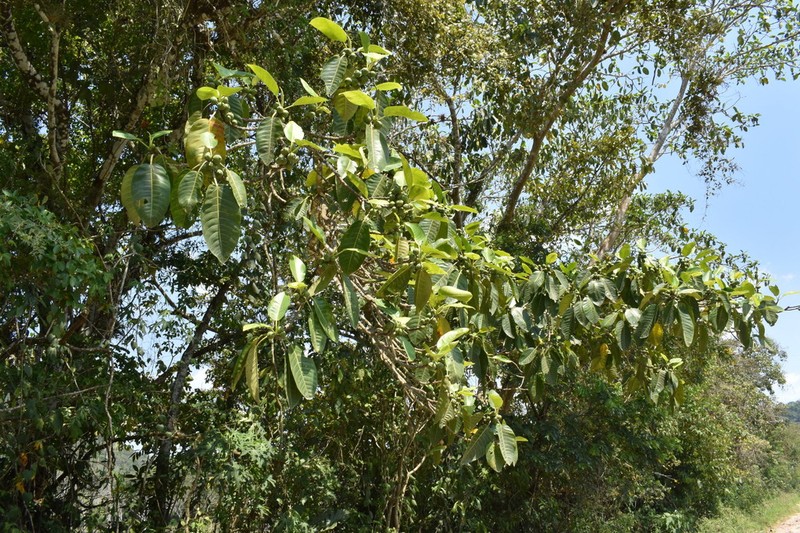 Ficus lapathifolia