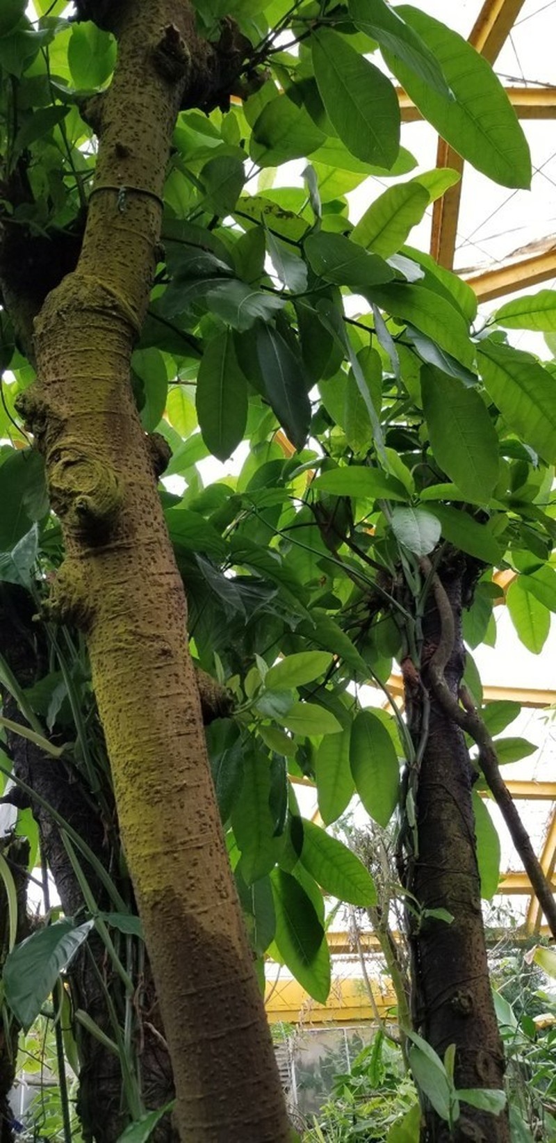 Ficus lapathifolia photo 2