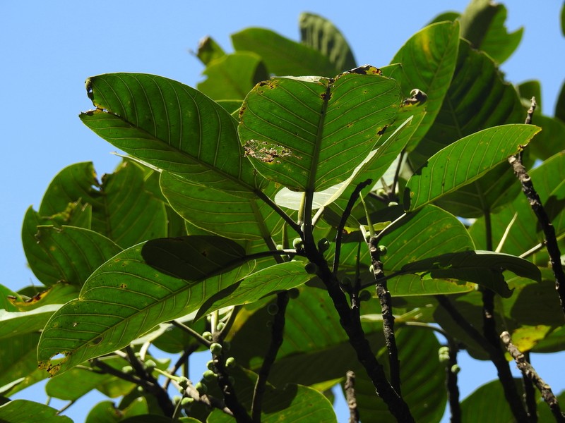 Ficus lapathifolia photo 3