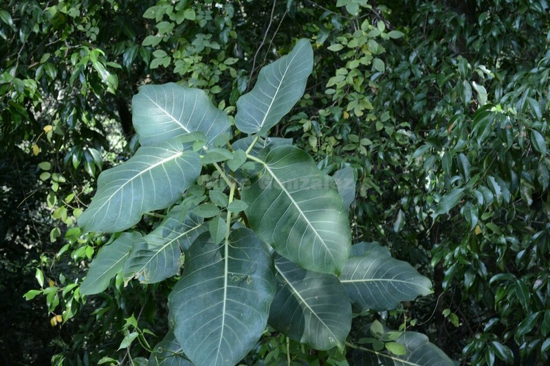 Ficus lapathifolia photo 4
