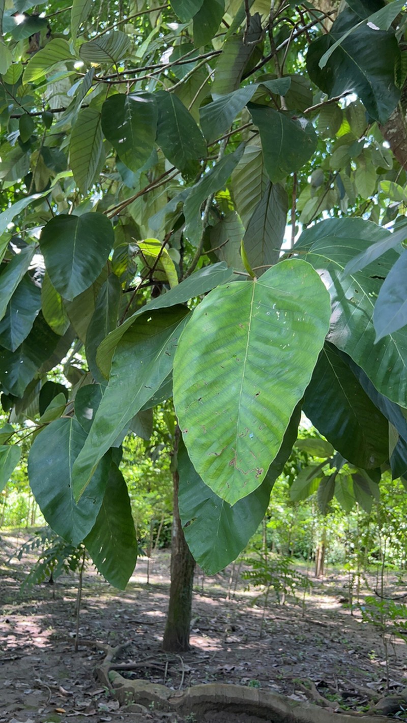 Ficus lapathifolia photo 5