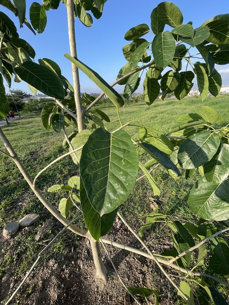 Ficus lapathifolia photo 6