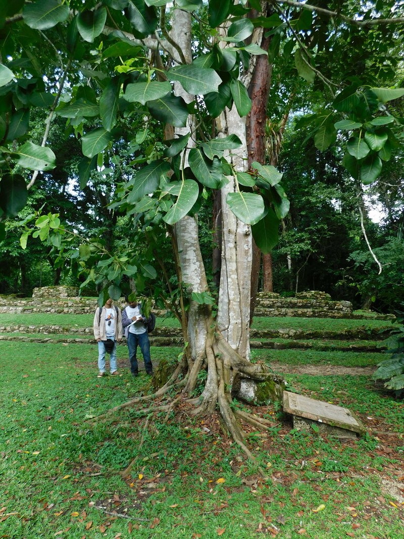 Ficus lapathifolia photo 7