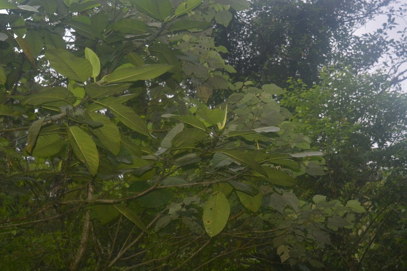 Ficus lapathifolia photo 8
