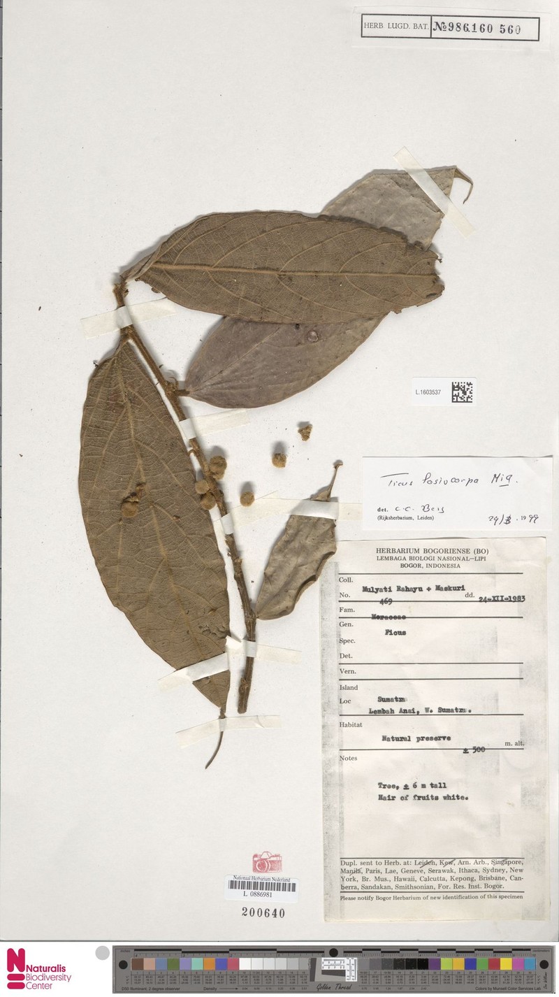 Ficus lasiocarpa photo 2