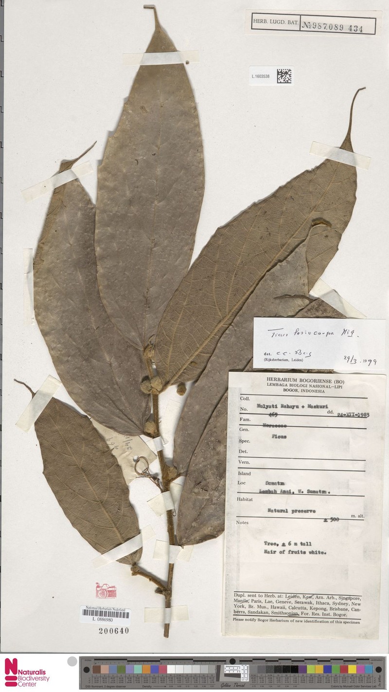 Ficus lasiocarpa photo 3