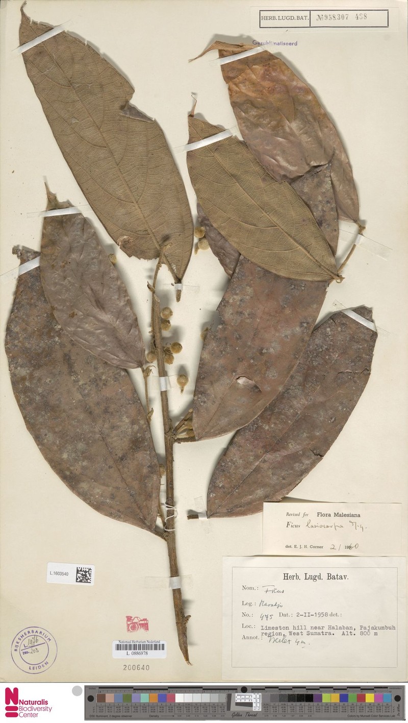 Ficus lasiocarpa photo 4
