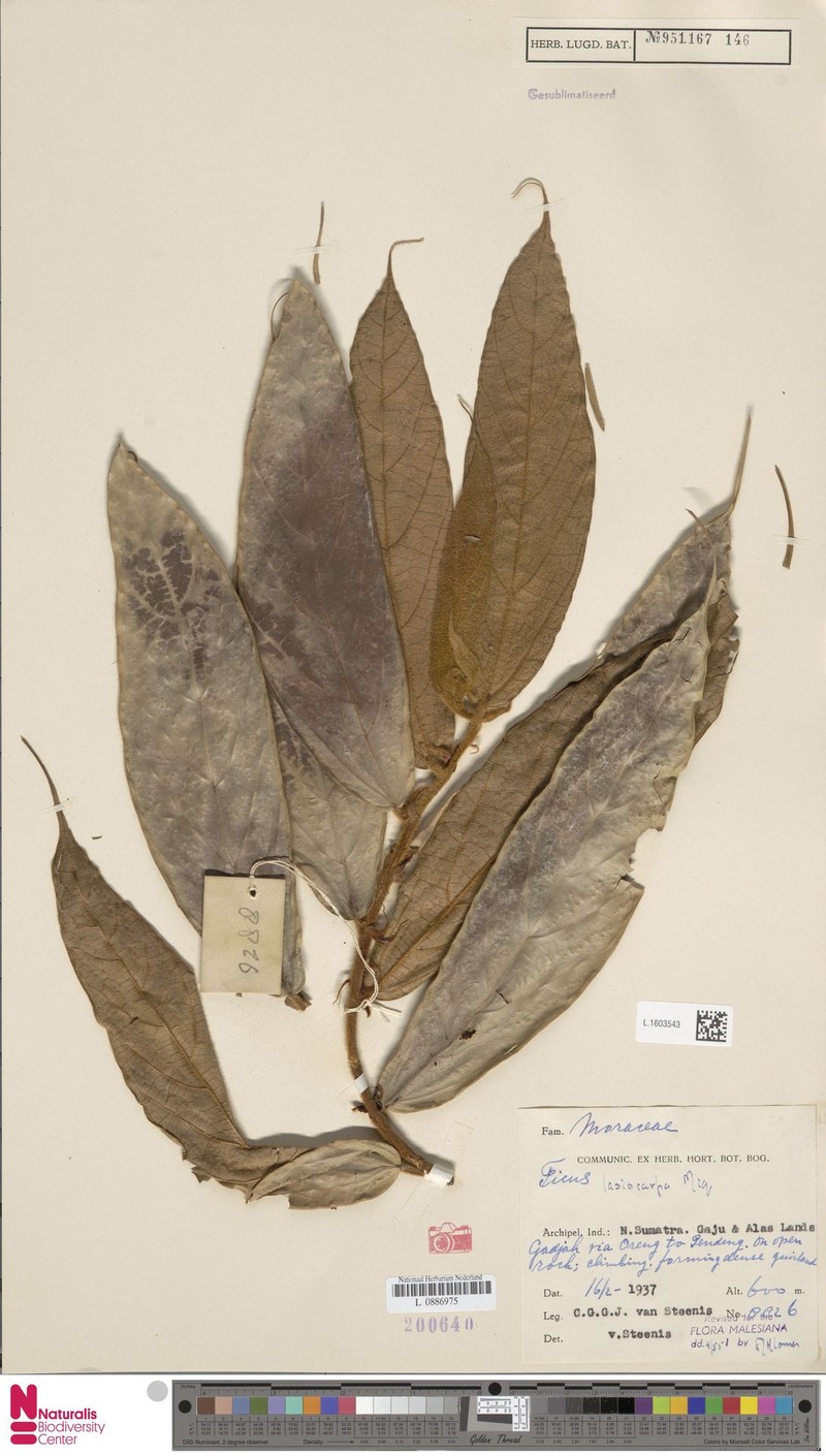 Ficus lasiocarpa photo 6