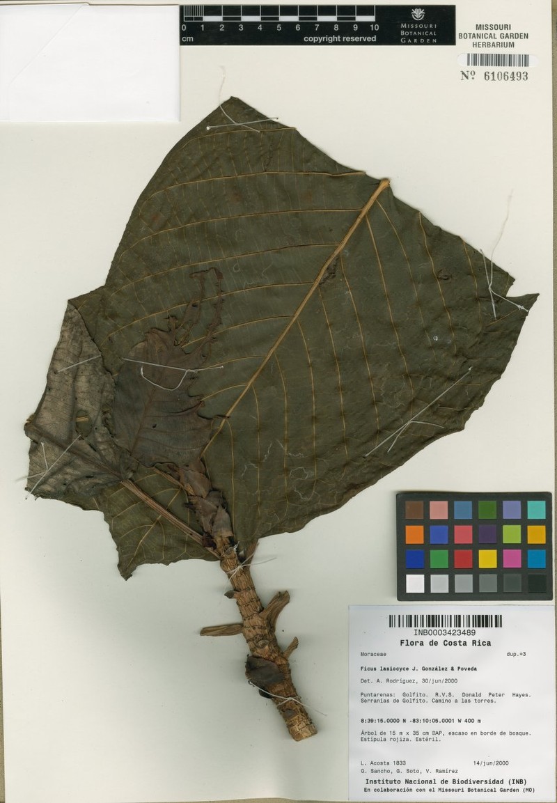 Ficus lasiosyce