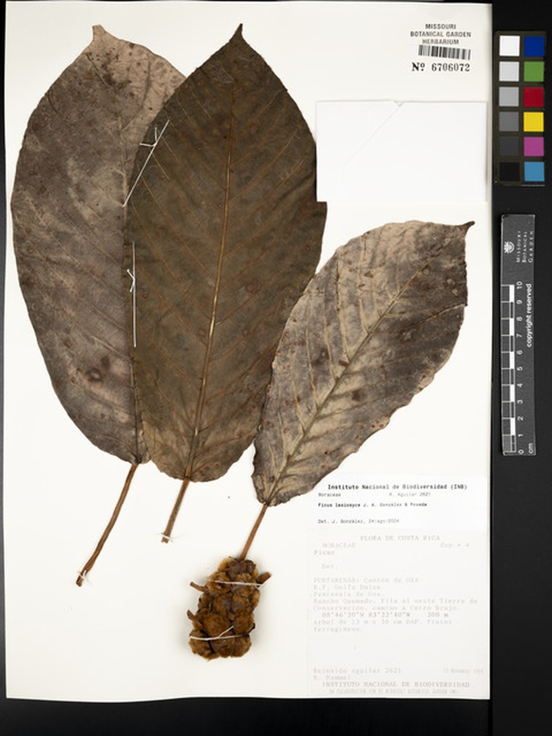 Ficus lasiosyce photo 2