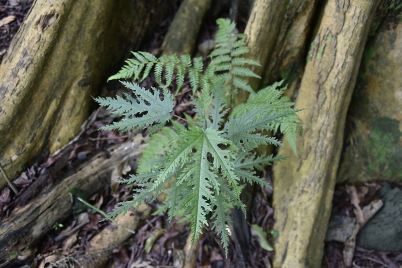 Ficus lateriflora