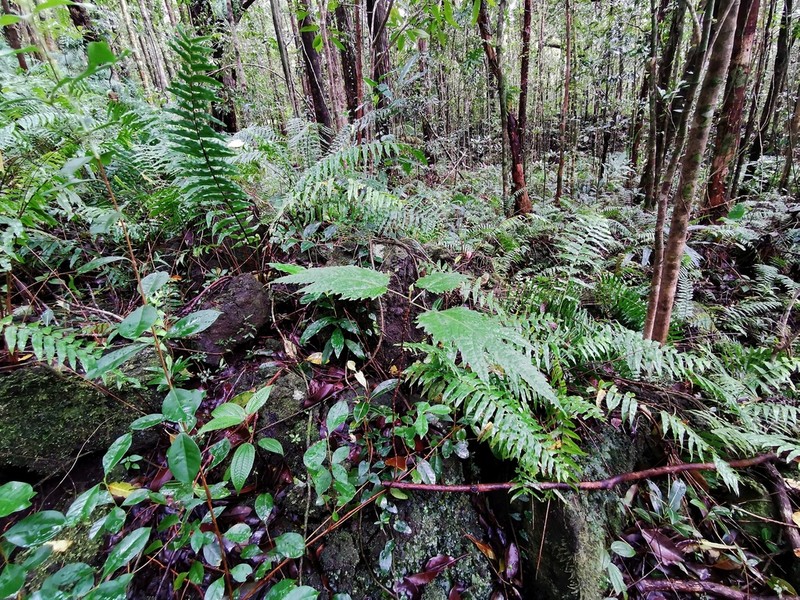 Ficus lateriflora photo 2