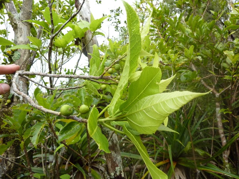 Ficus lateriflora photo 3