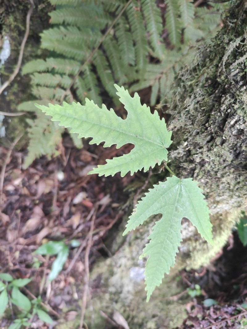 Ficus lateriflora photo 4