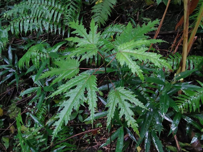 Ficus lateriflora photo 5