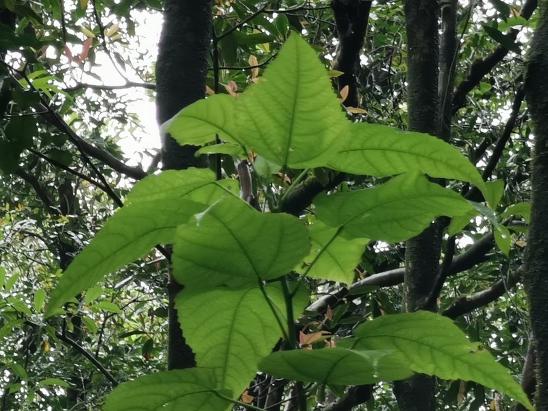Ficus lateriflora photo 8