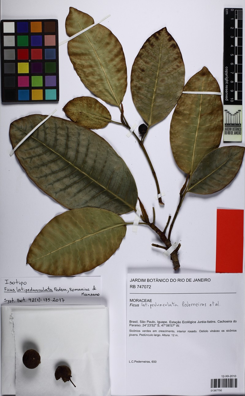 Ficus latipedunculata